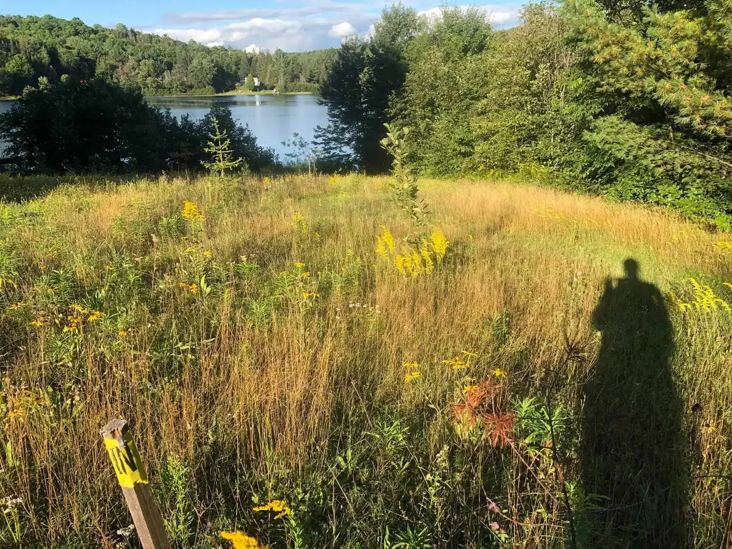 Before Food Forest Garden