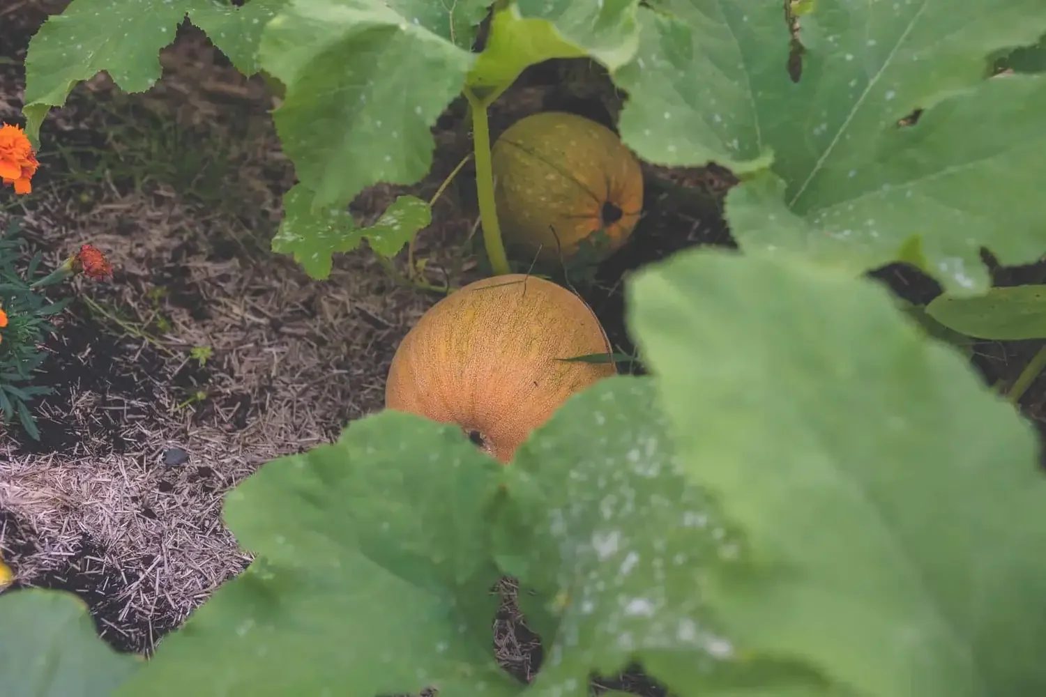 So many pumpkins and winter squash