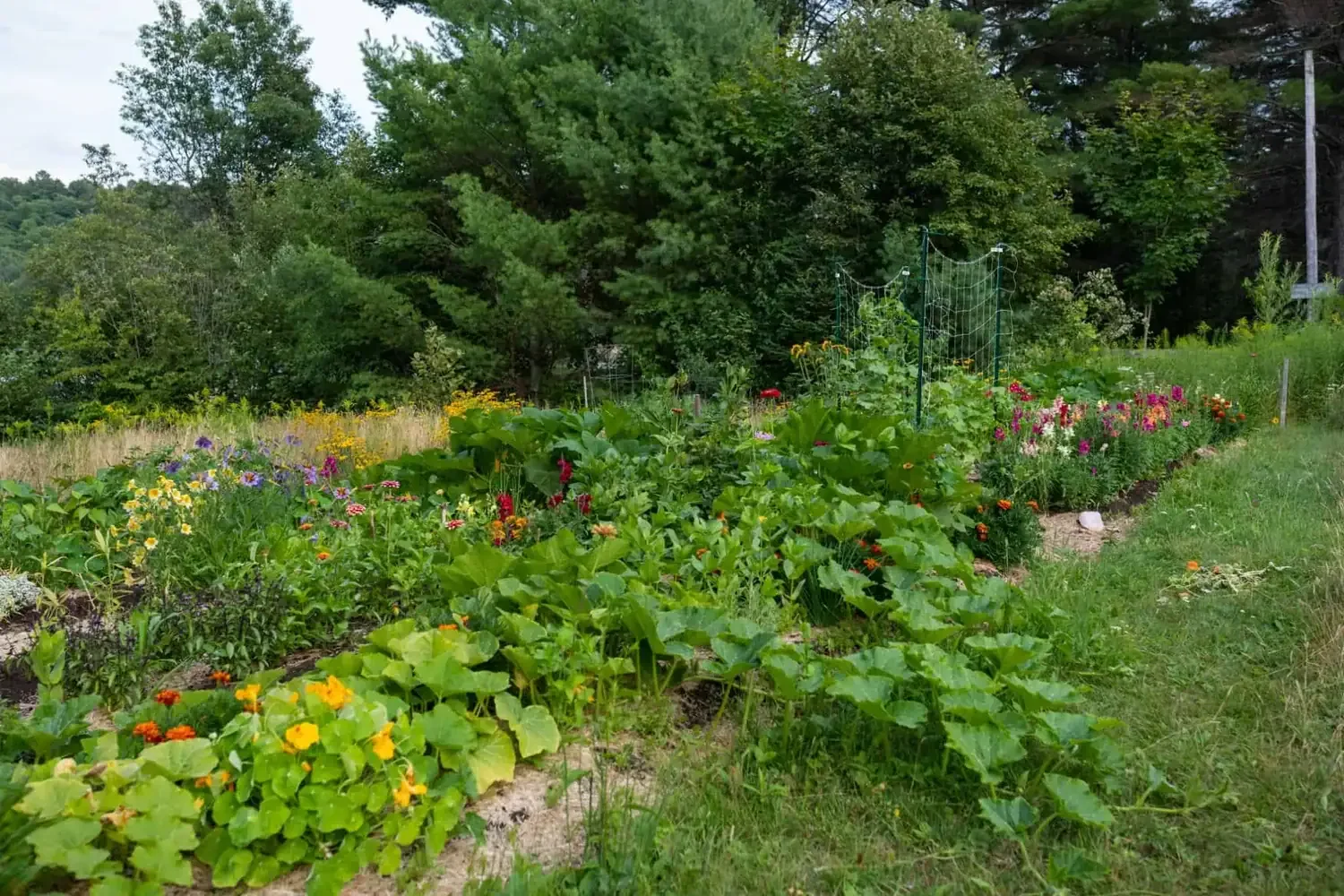 First Year Abundance