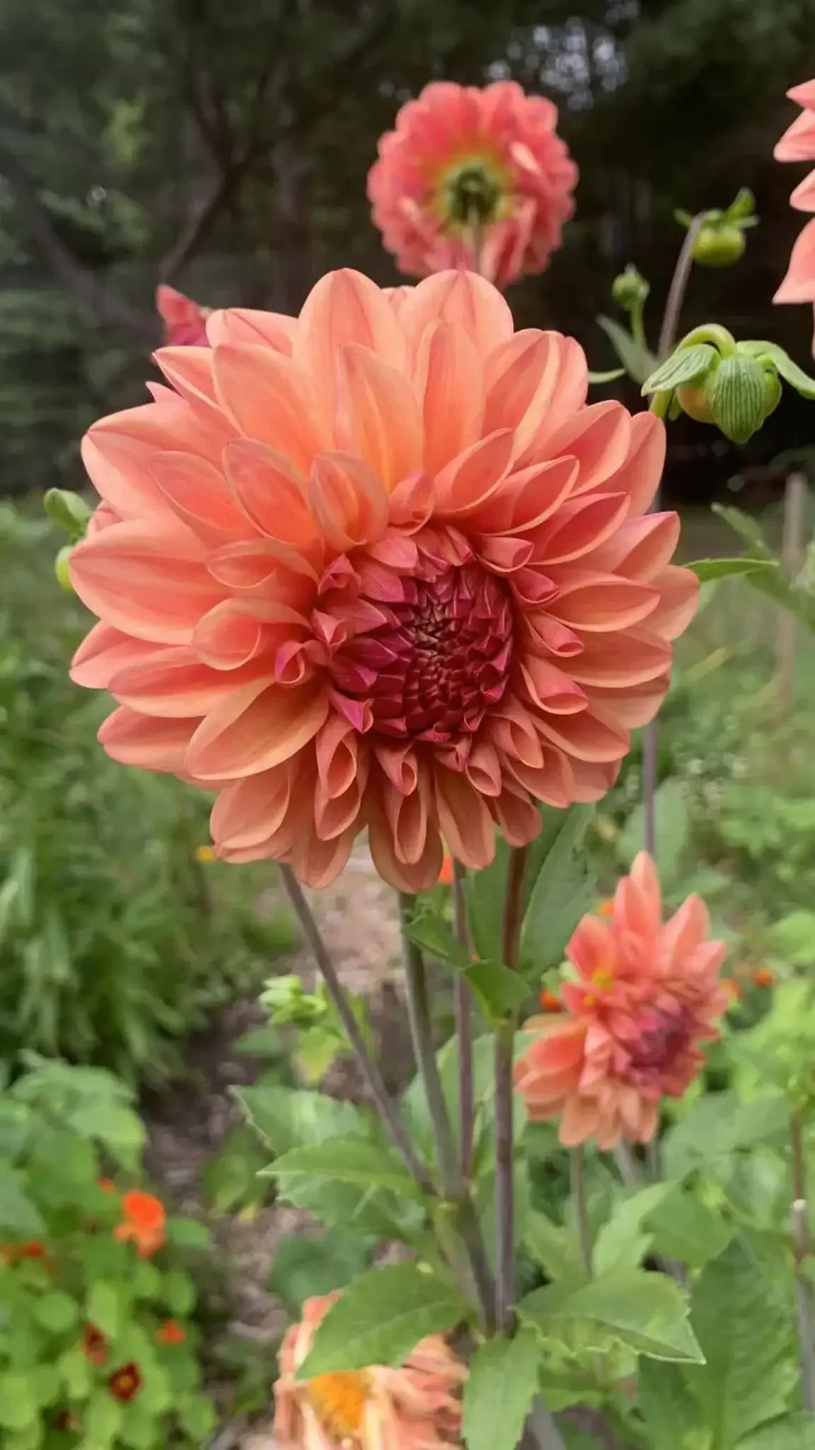 Beautiful Dahlias