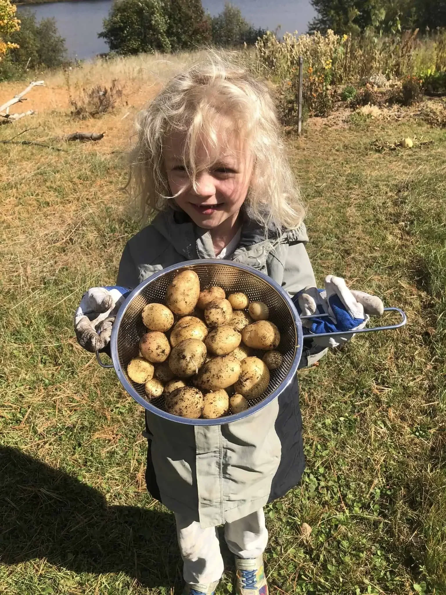 One of the many potato harvests
