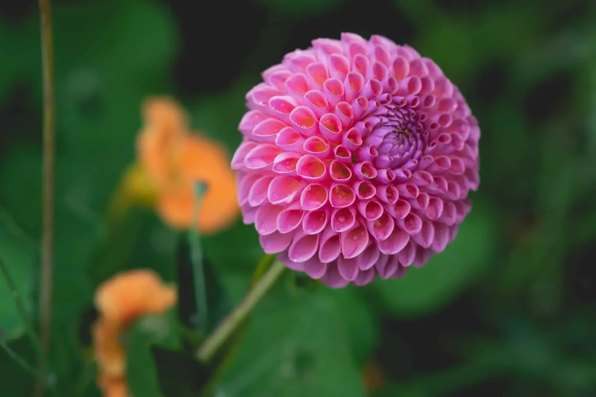 The Wisdom of Dahlias
