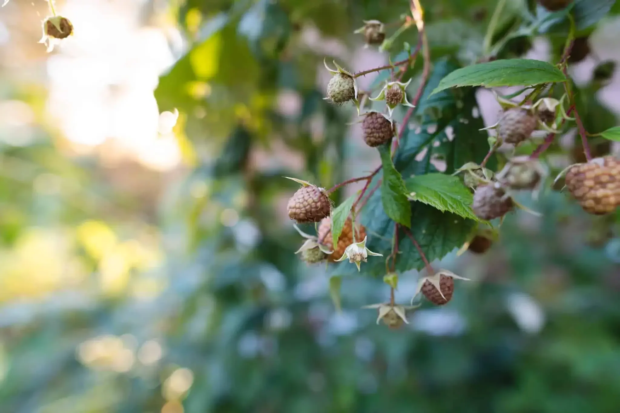 Occulation: How Our Food Forest Began