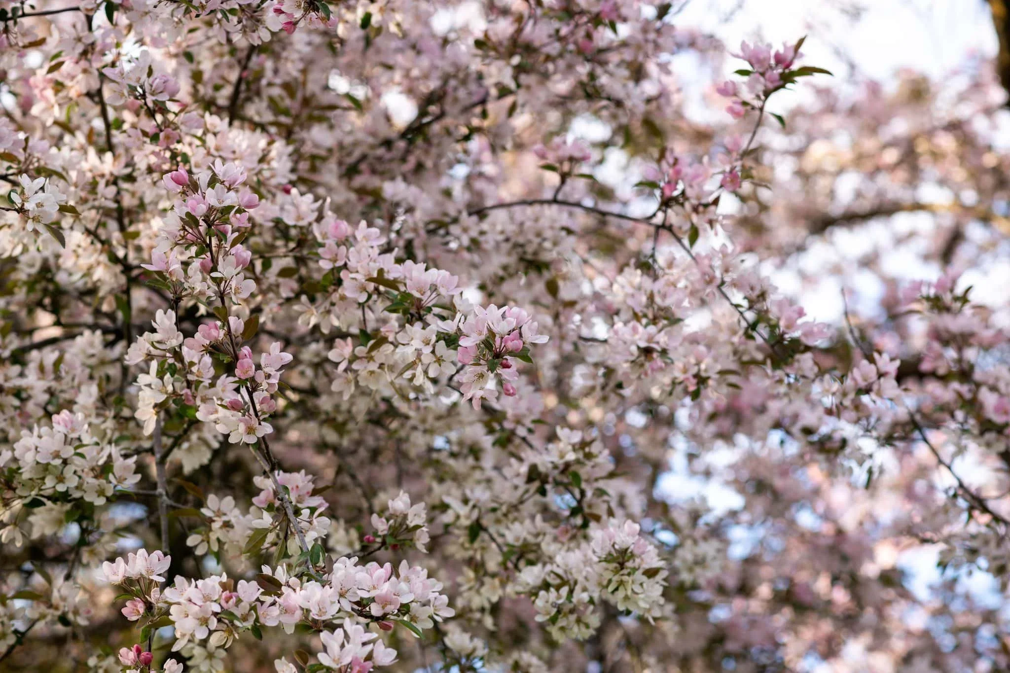 Cherry Blossoms at Arboretum in Ottawa, Ontario.