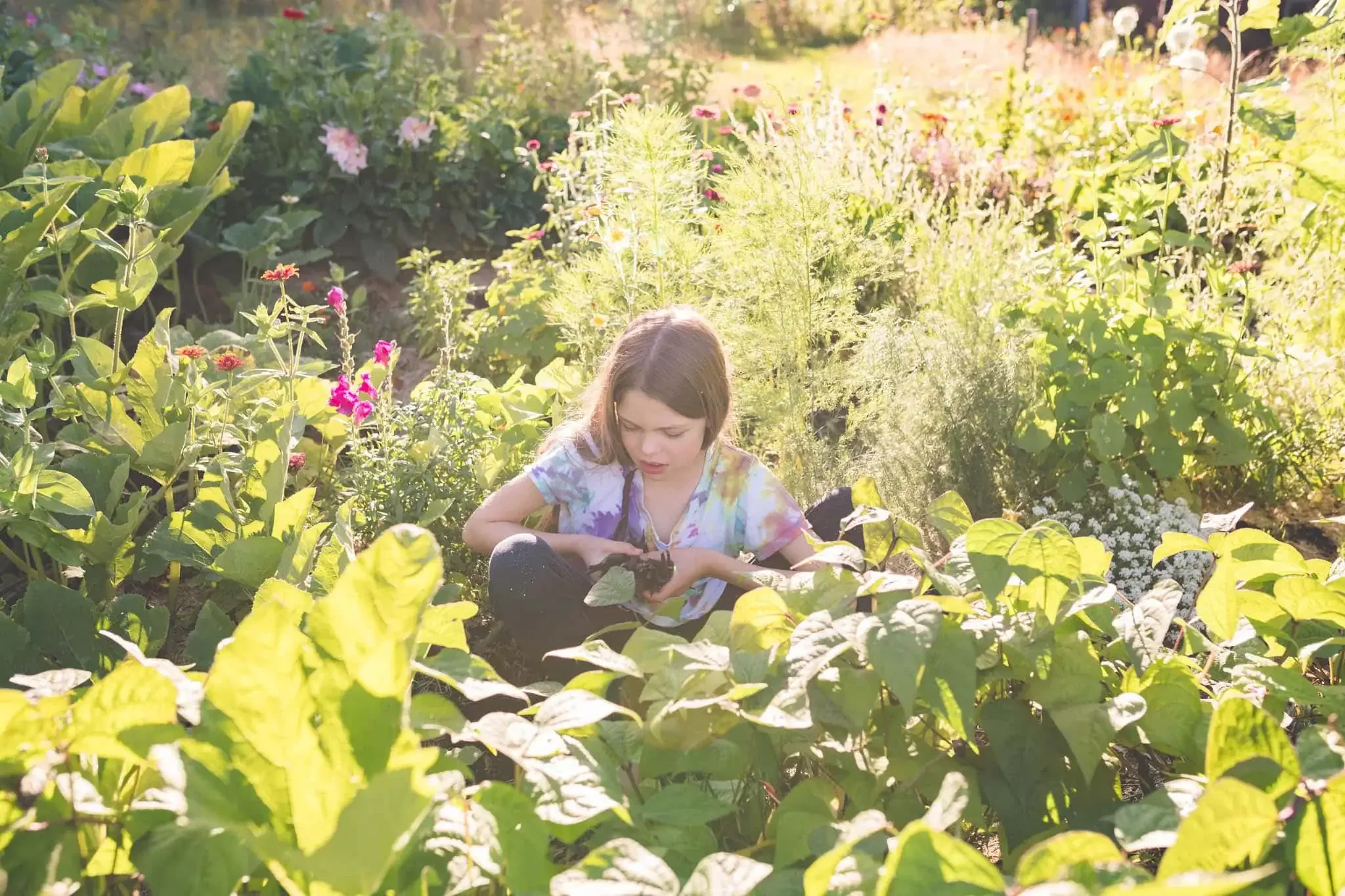Girl in food forest harvesting purple beans surrounded by flowers, dahlias, herbs and chard in Quebec.