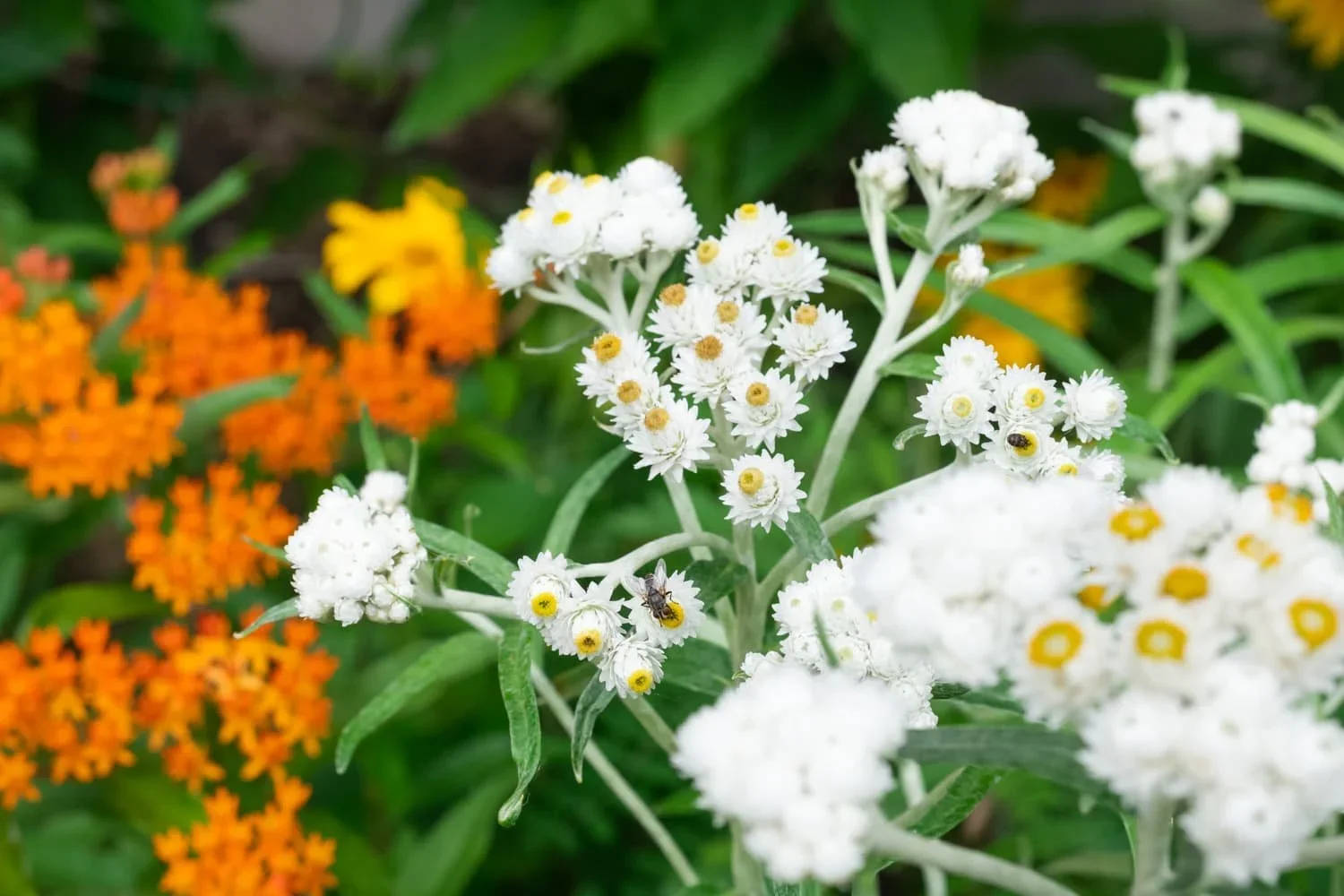 Butterfly Milk Weed, Coreopsis, Pearly Everlasting in our gardens and around fruit trees to create diversity and attract pollinators.
