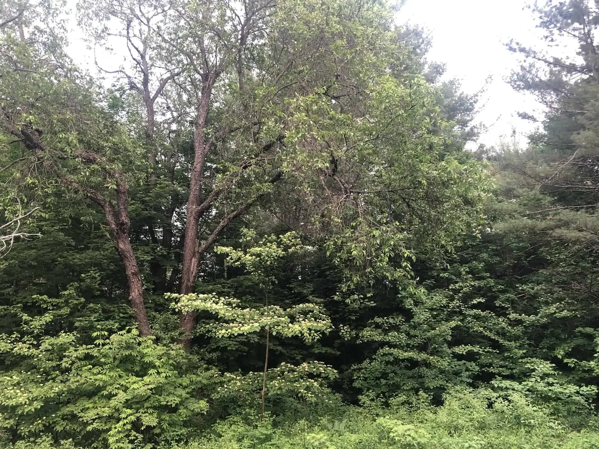 Pagoda dogwood in full bloom below a black cherry tree (with black rot on it) in the spring in Quebec Food Forest.