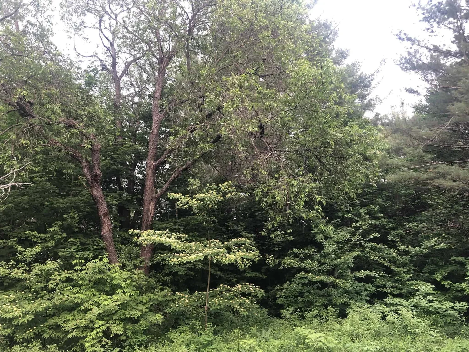 Black Cherry tree (overstory), Pagoda Dogwood (understory)