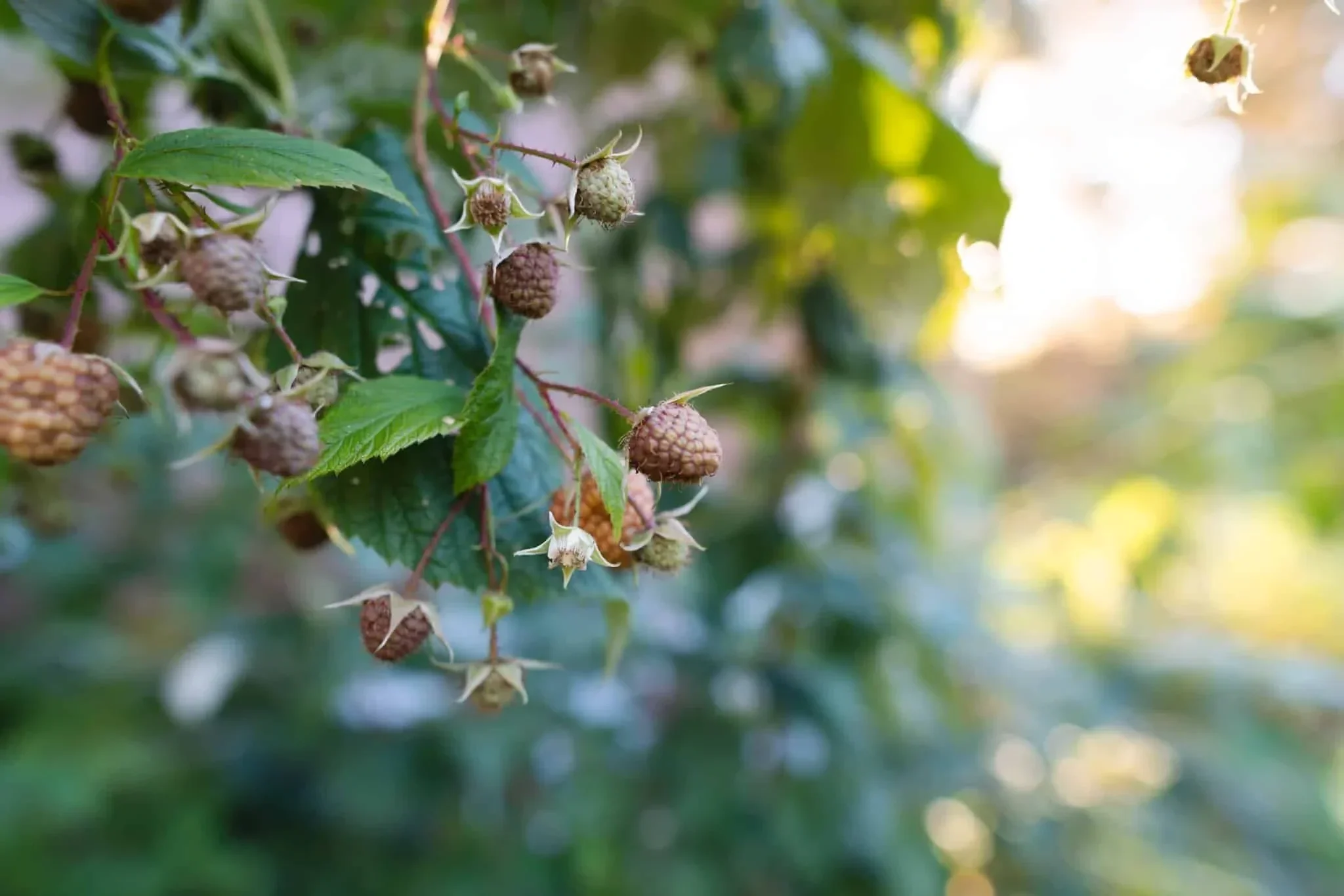 Close-up of blackberries growing on a bush with green leaves, illuminated by sunlight.