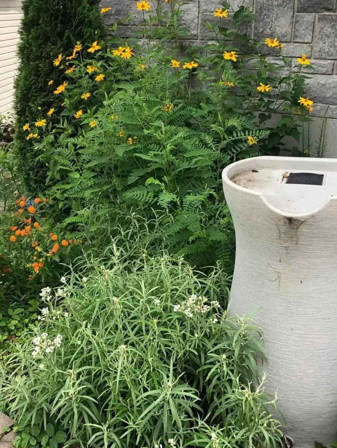 Canada Milk Vetch is the one in the middle that looks like a fern. Bean pods will appear in the fall.