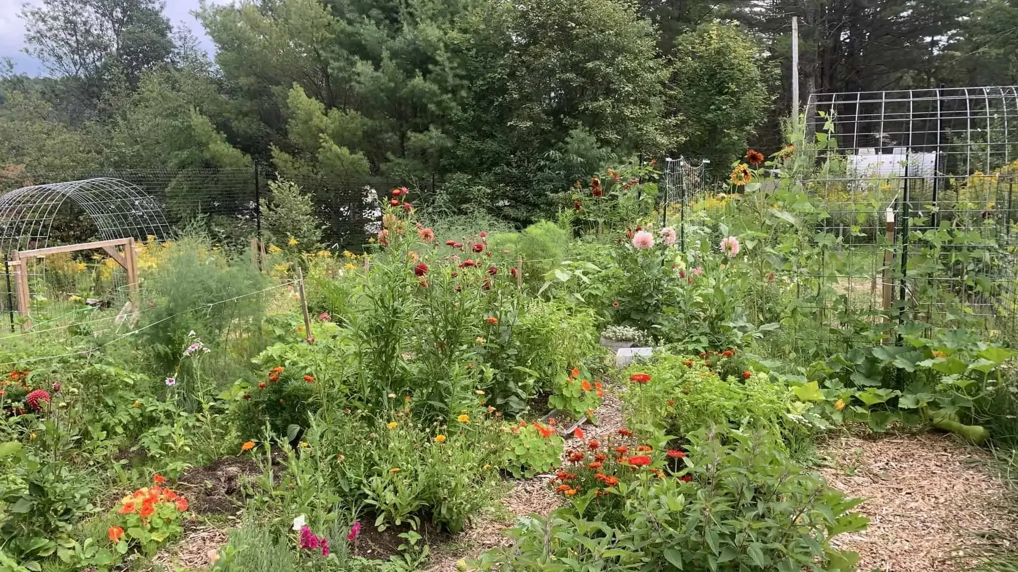 An abundant food forest garden with lots of dahlia, pollinator support plants, asparagus, fruit trees and wood chip pathways.