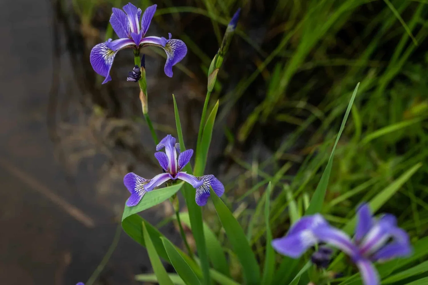 Blue Flag Iris grows at the lake.