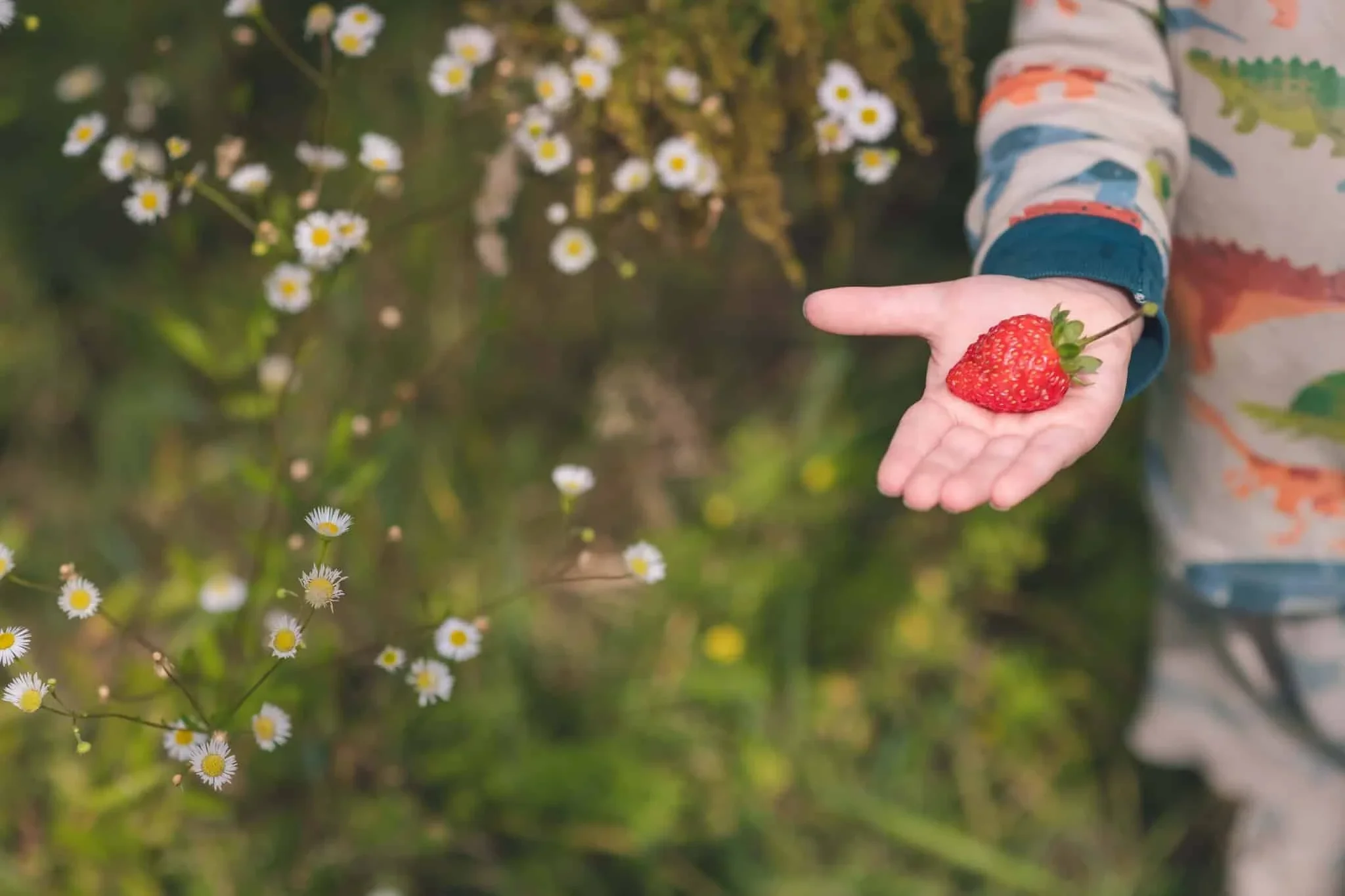 A child holding a large, ripe strawberry in an open palm, with small white daisies in the background.