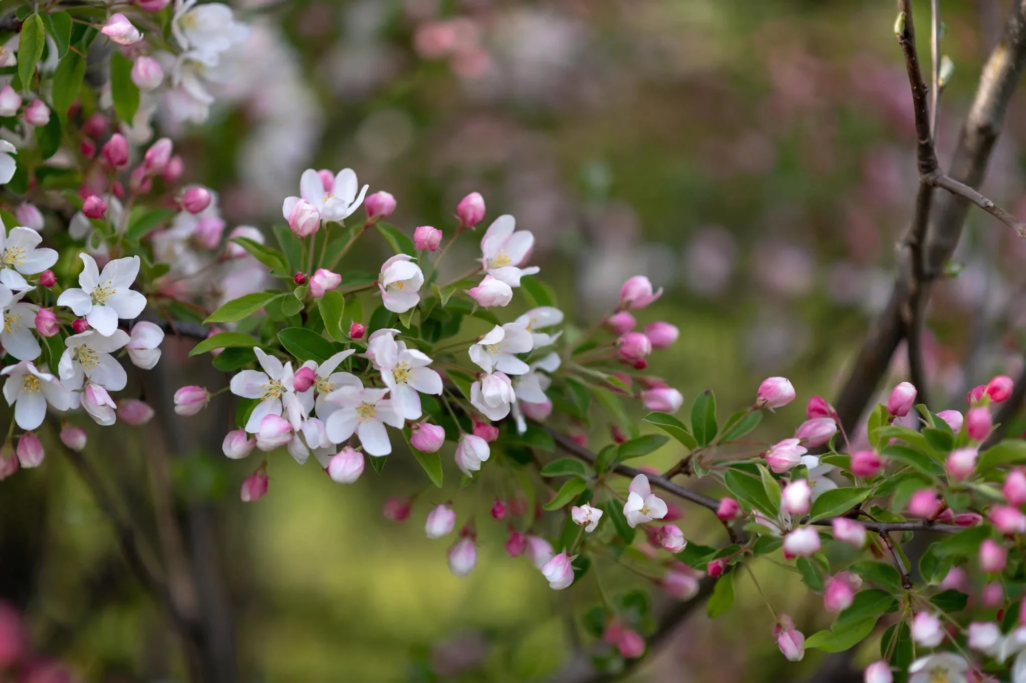 Spring cherry blossoms on Zone 4 Forest Garden in Quebec.