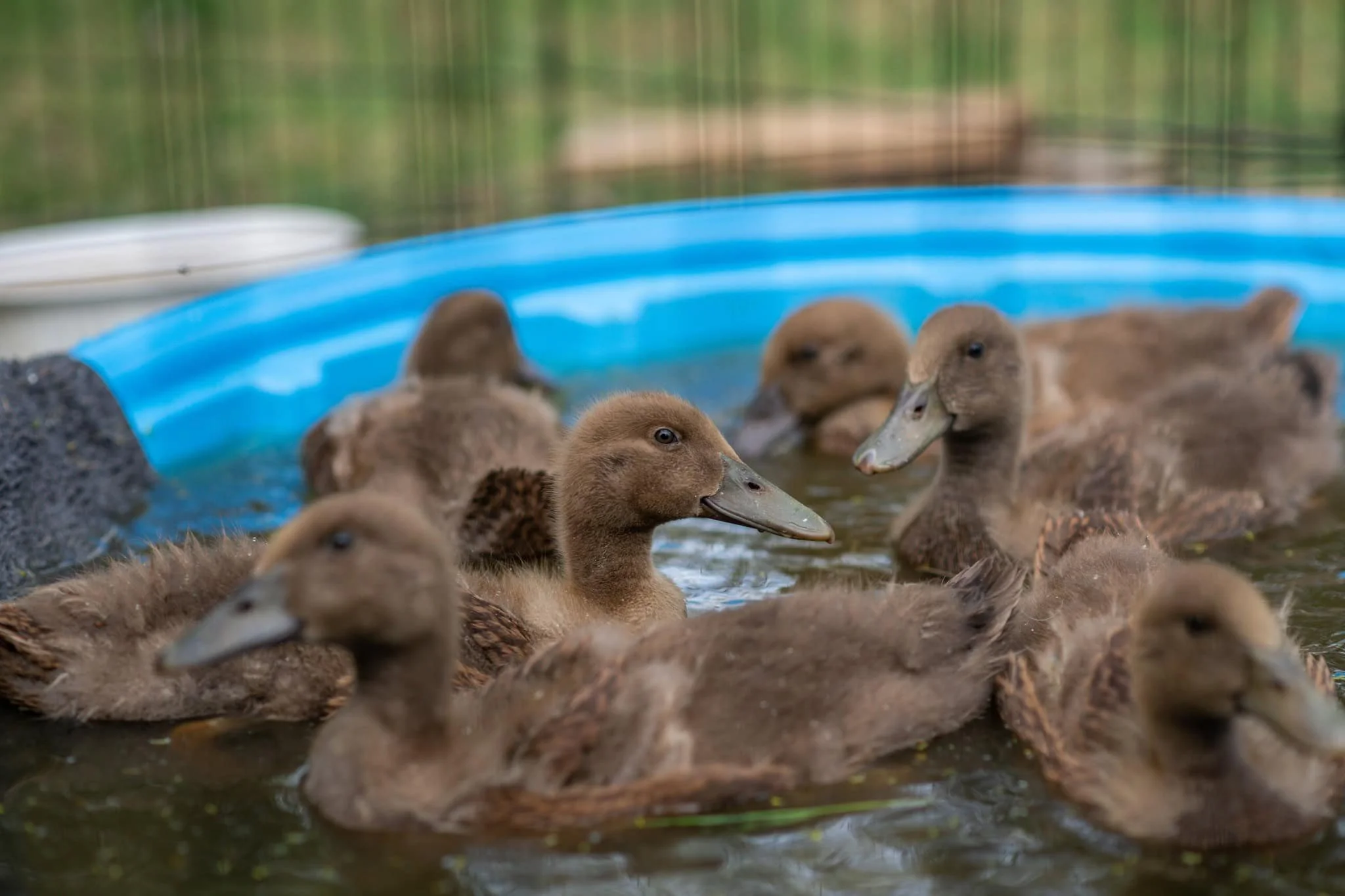 Seven Khaki Campbell brown young ducklings swimming in a blue child pool. They are fluffy and ridiculously cute.