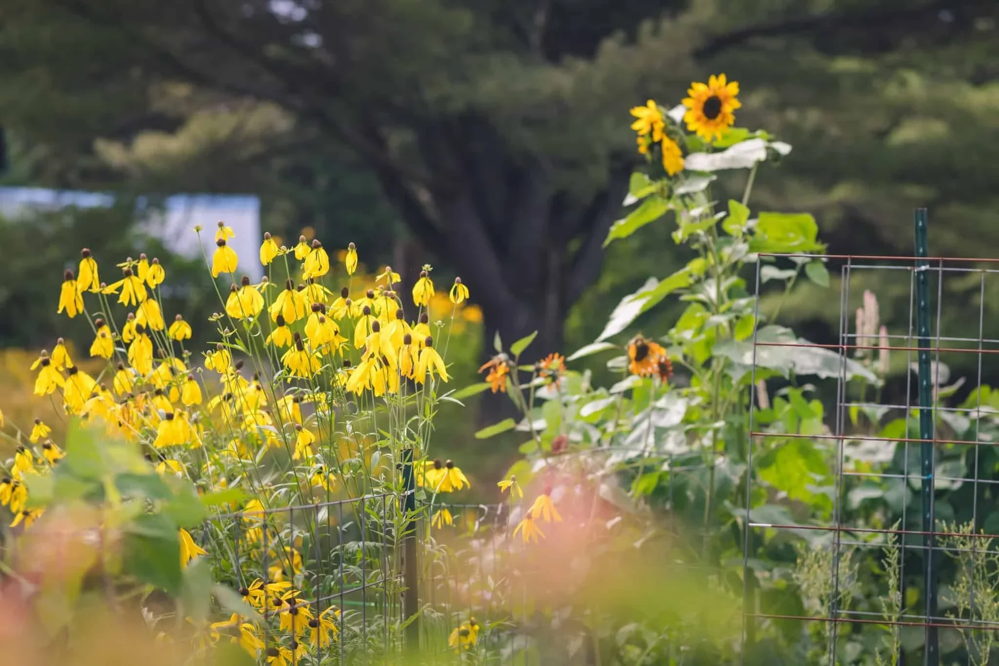 Garden with yellow and orange flowers, metal fencing, and blurred background of trees.