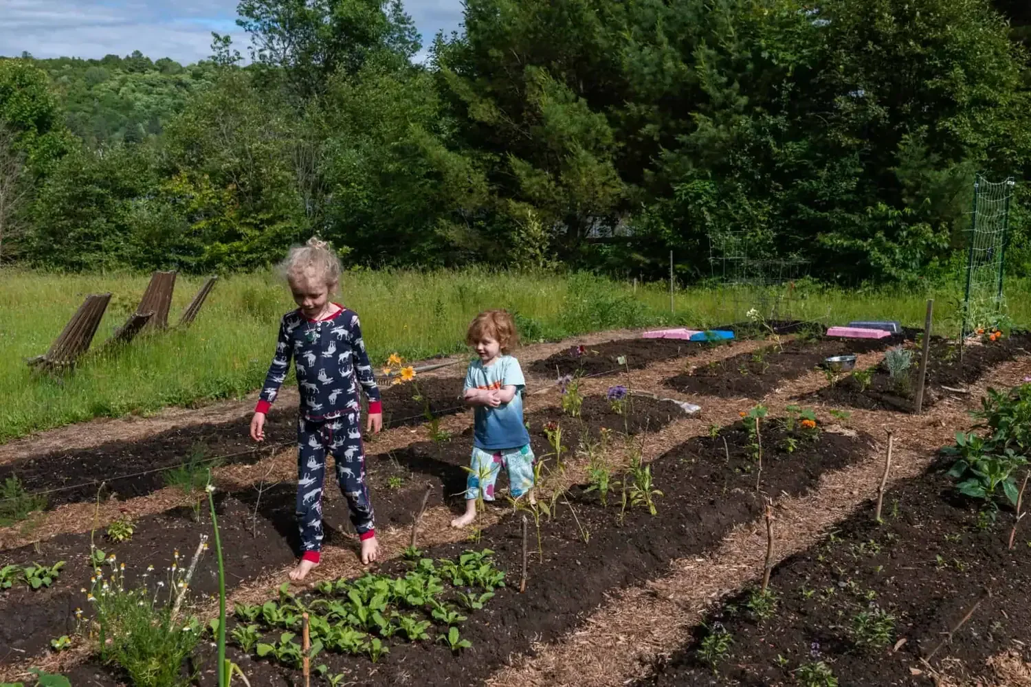 Two children walking through a very young garden that is transitioning to a food forest near Ottawa, Ontario.