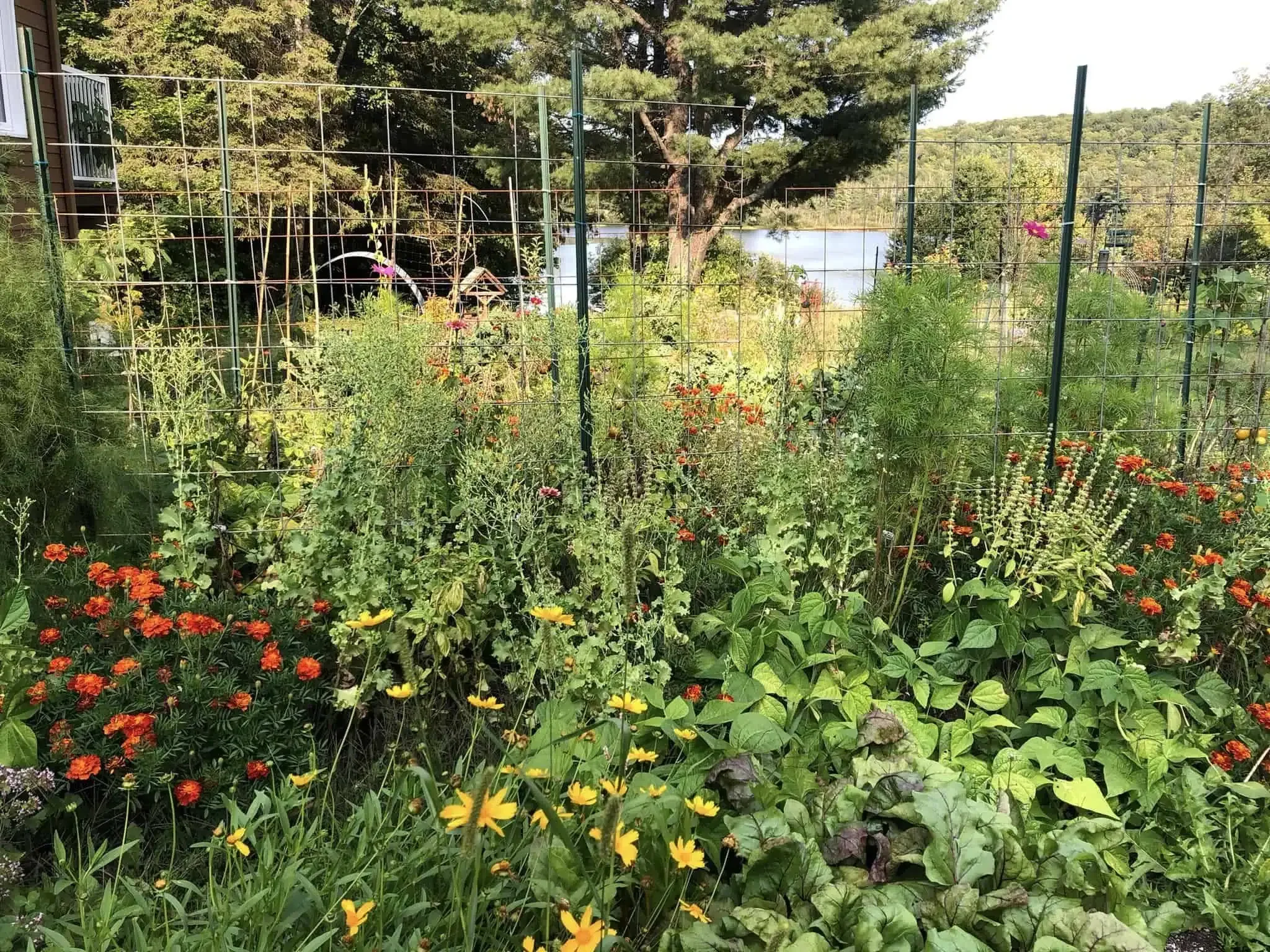 An abundant kitchen garden with dill, cosmos, lettuce, beans, basil and flowers in Val des Monts, Quebec.