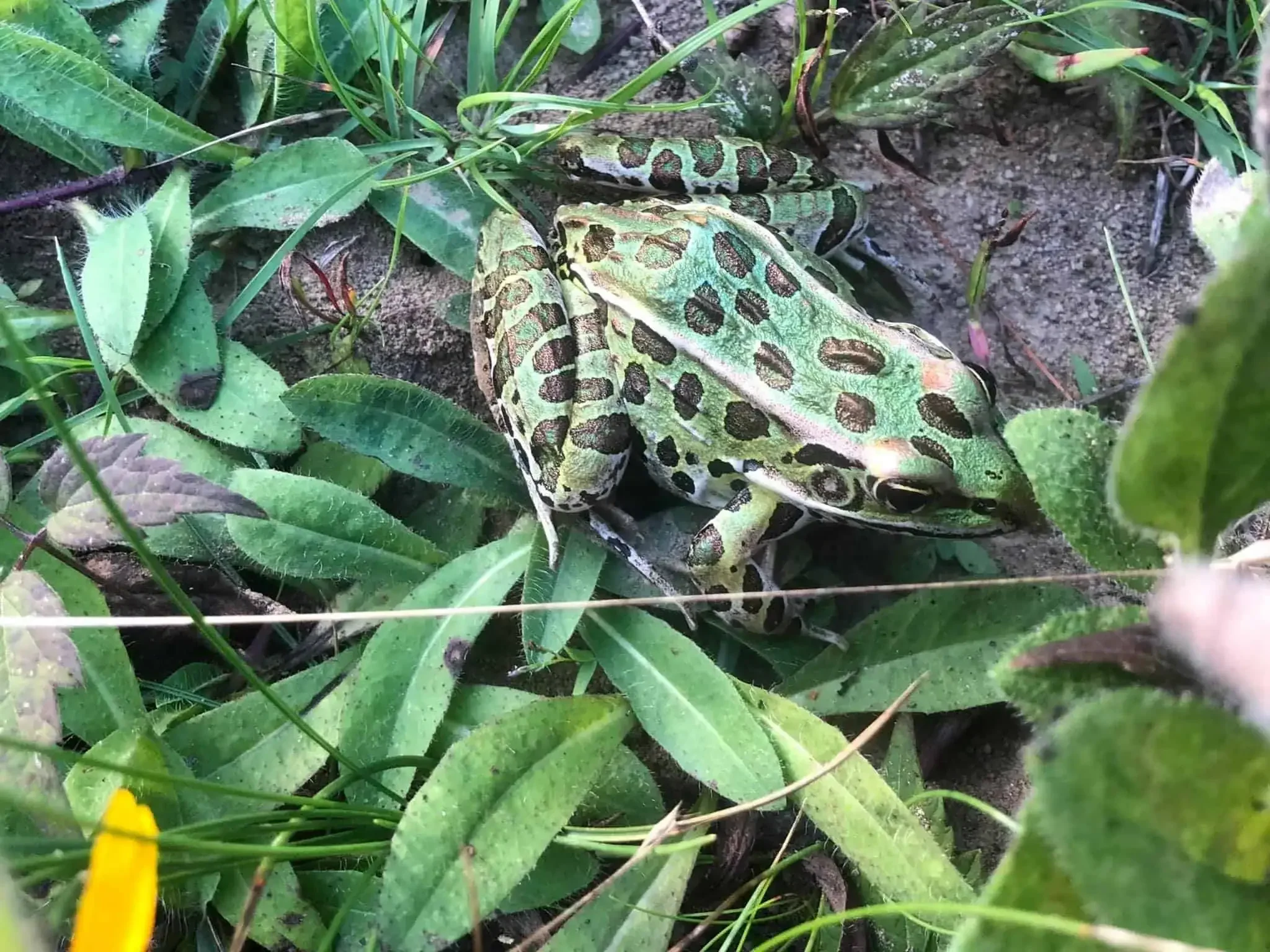 Green frog with brown spots in a garden near some dirt.