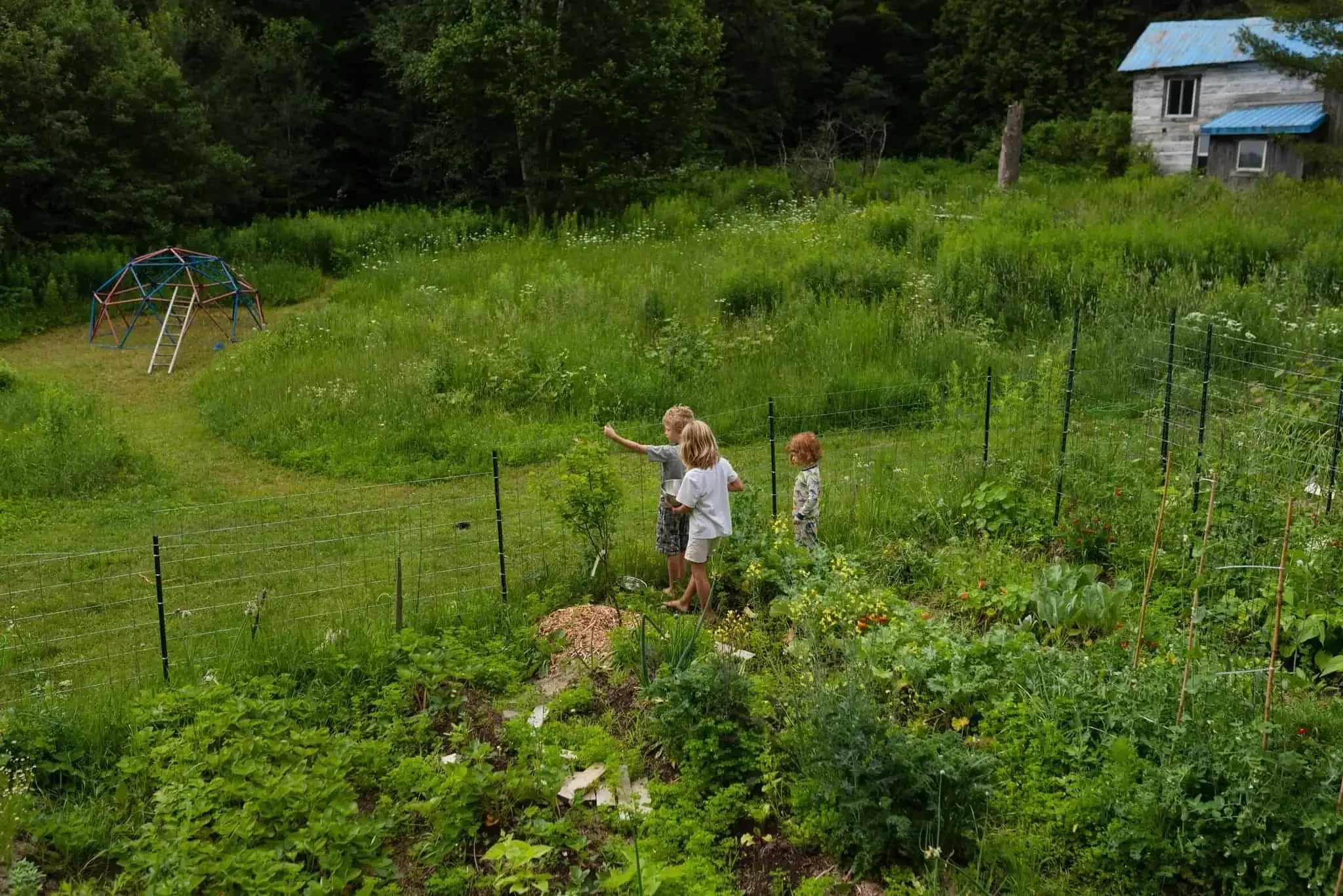 Three kids in a foreset garden near an apricot tree holding veggies picked and walking on the pathways.
