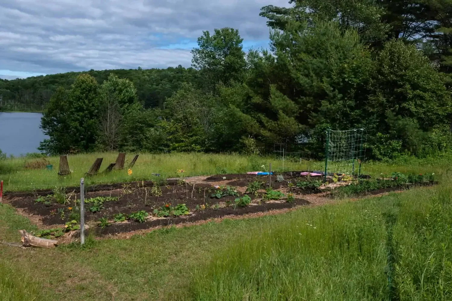 Year one of a growing food forest. Small flat garden with wood chip pathways and a few fruit trees planted.
