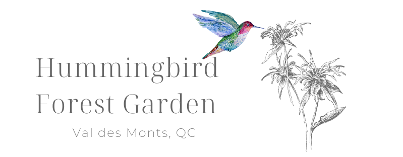 Hummingbird Forest Garden