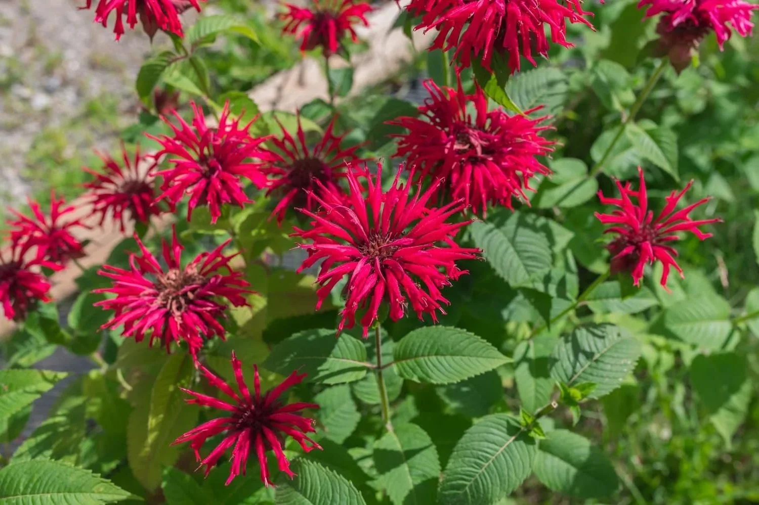 Scarlet Bee Balm - hummingbird and pollinator magnet! We have this planted all around the annual veggie garden and along the driveway.