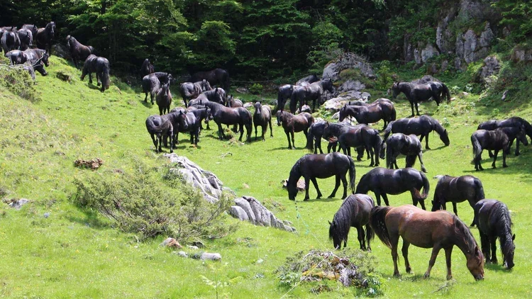 Spirit of the Mountain Herd