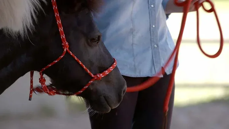 Horses Transforming Reality TV 6.webp