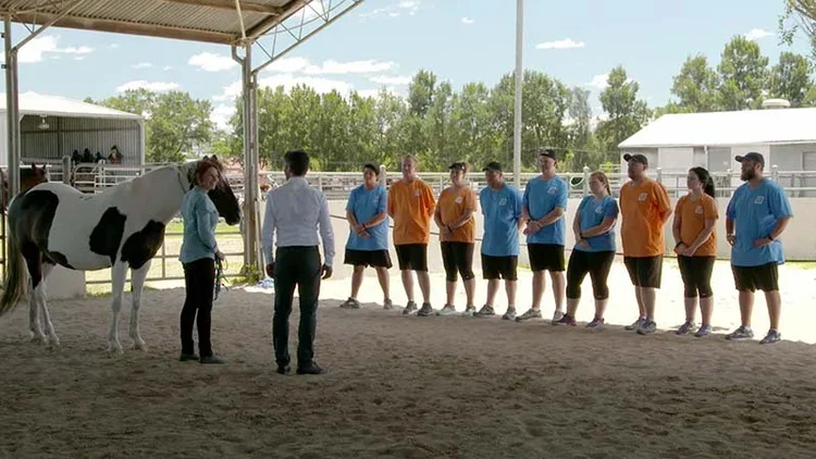 Horses Transforming Reality TV 4.webp