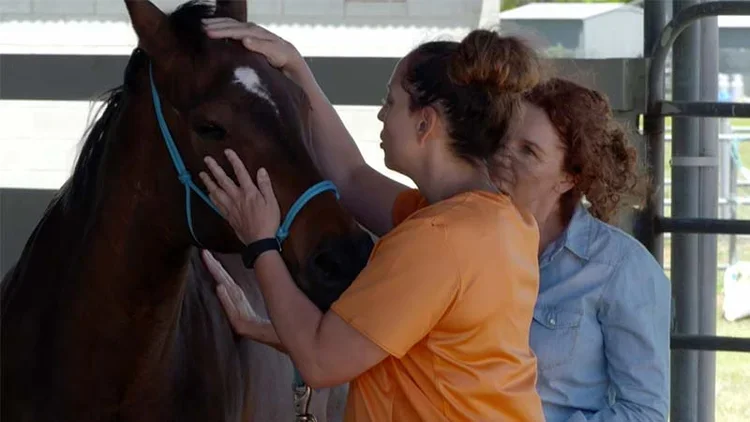 Horses Transforming Reality TV 3.webp