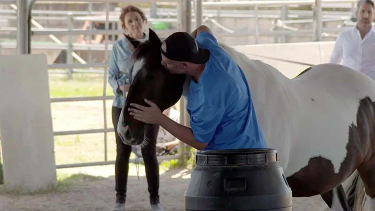 Horses Transforming Reality TV 2.webp