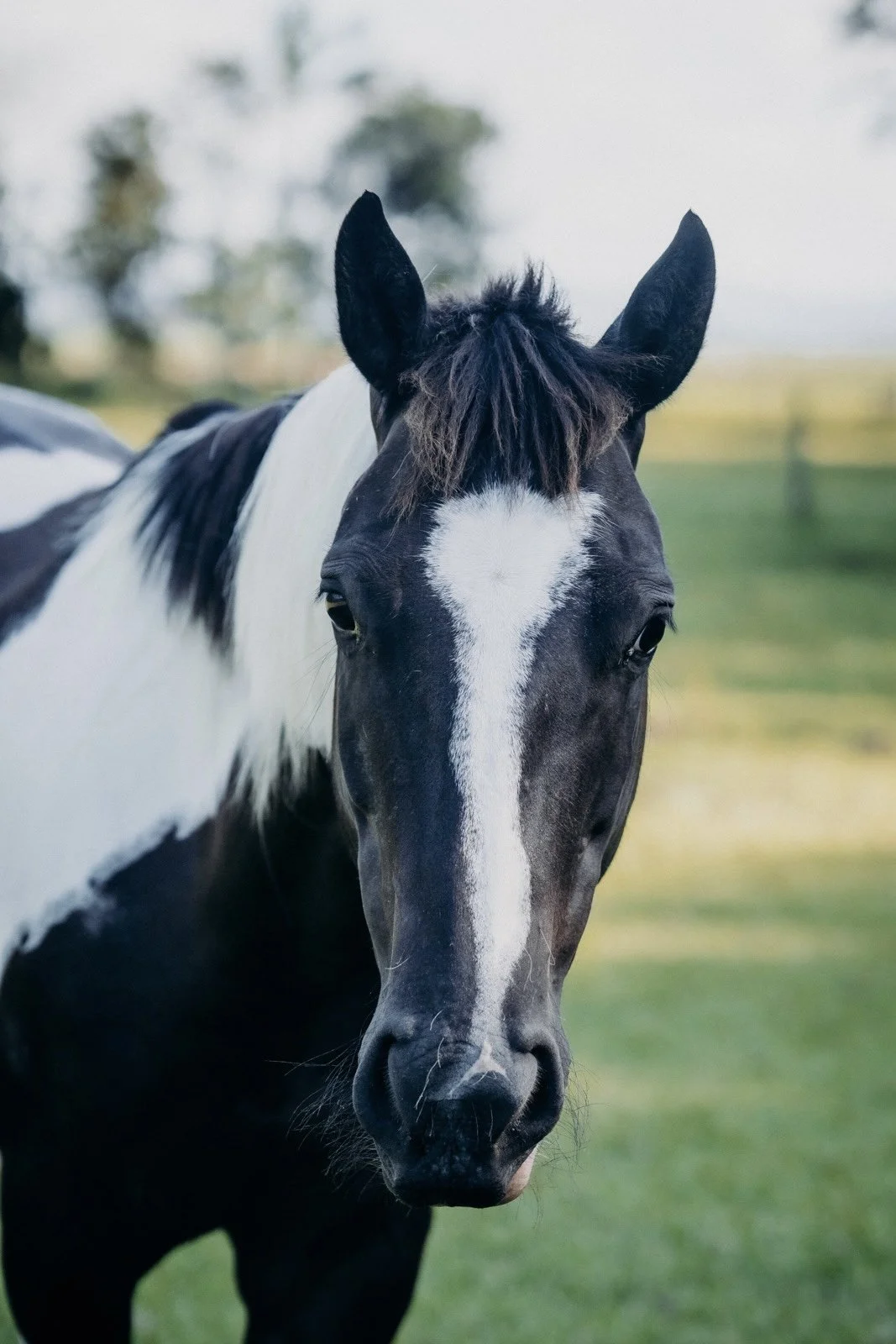 Close-up of a black and white horse's face with a white blaze on its forehead, standing outdoors on a grassy field.