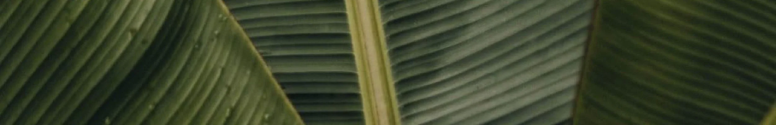 Close-up of green banana leaves.