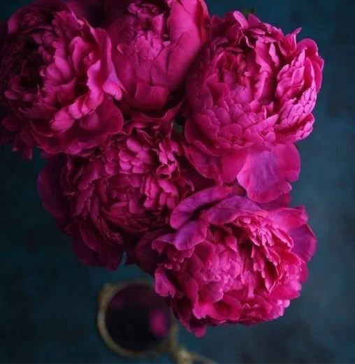 Close-up of pink peony flowers in a bouquet with a dark background.