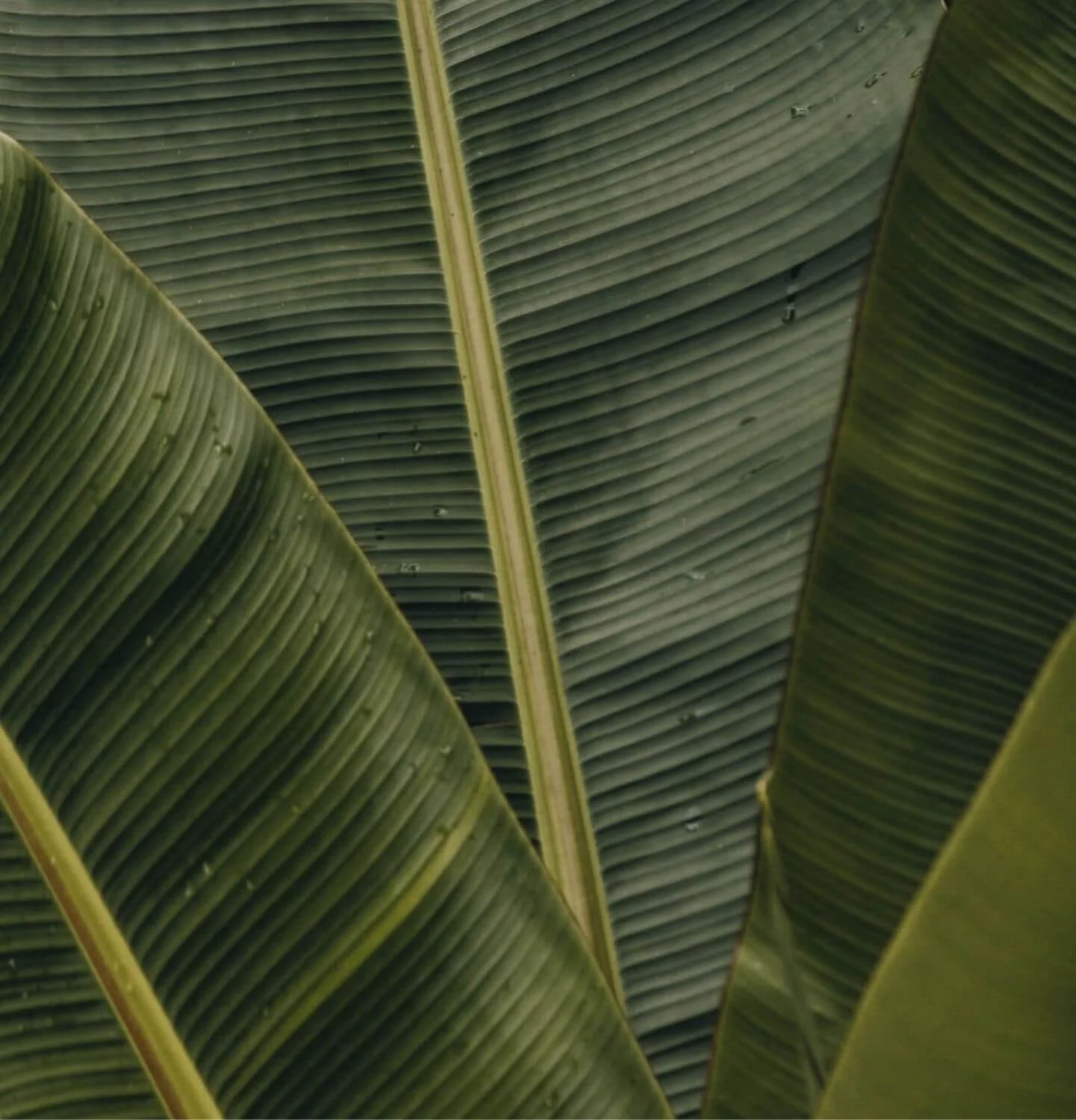 Close-up of overlapping large green tropical leaves with visible veins.
