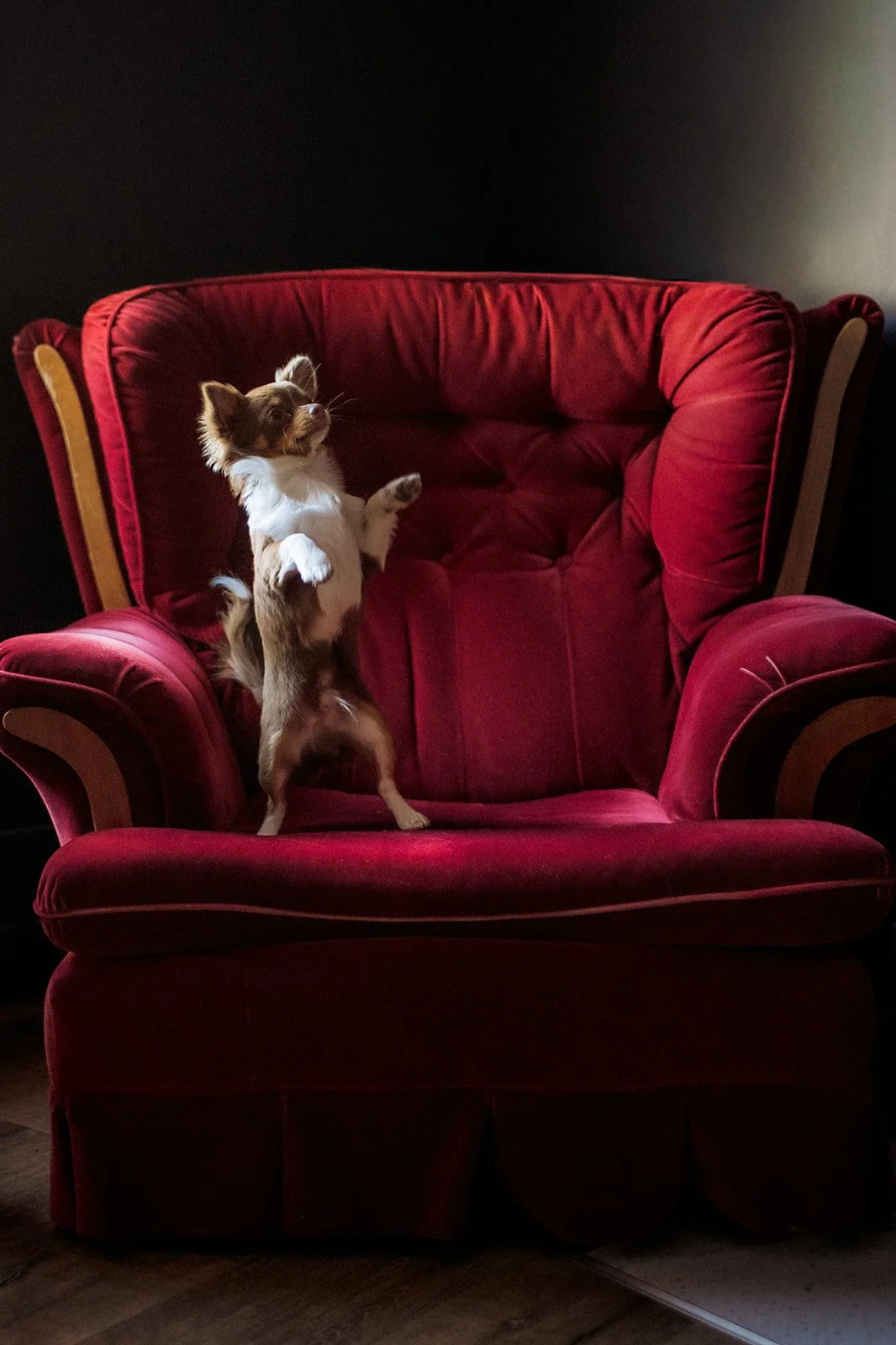 Small dog standing upright on a plush red armchair against a dark studio backdrop