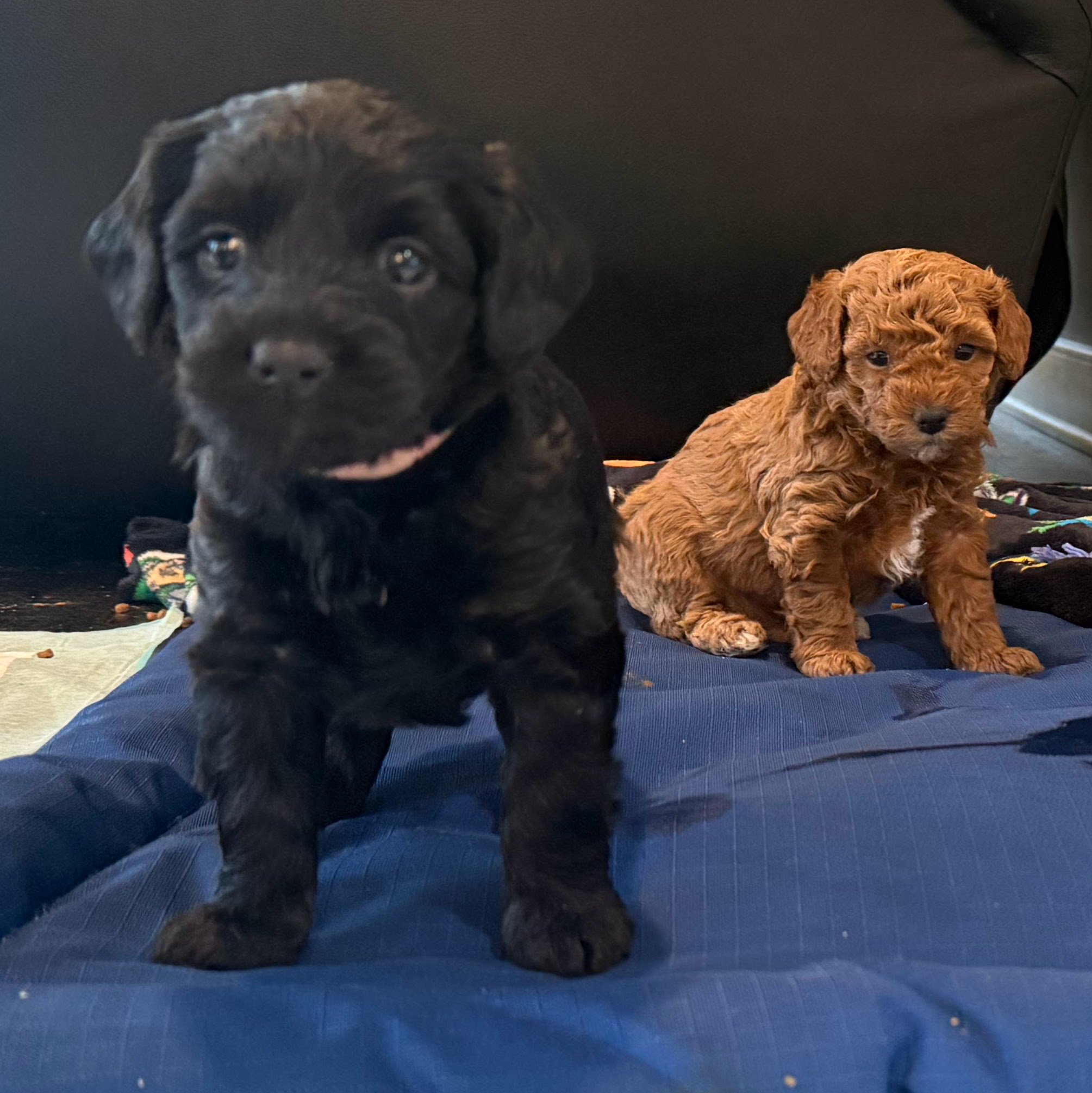 Two puppies sitting on a blue mat; one black with floppy ears and the other light brown with curly fur.