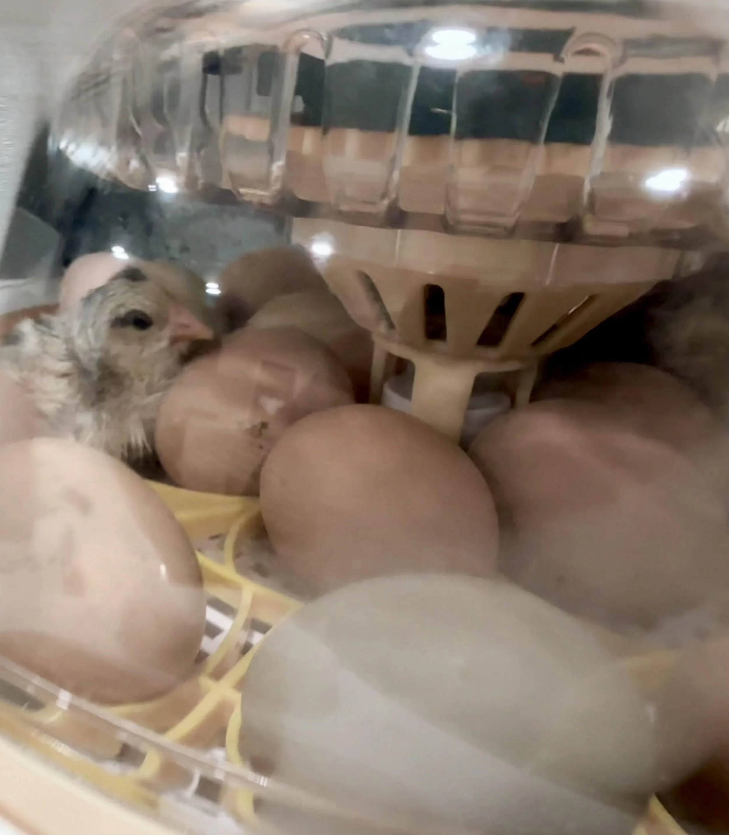 incubator.jpg