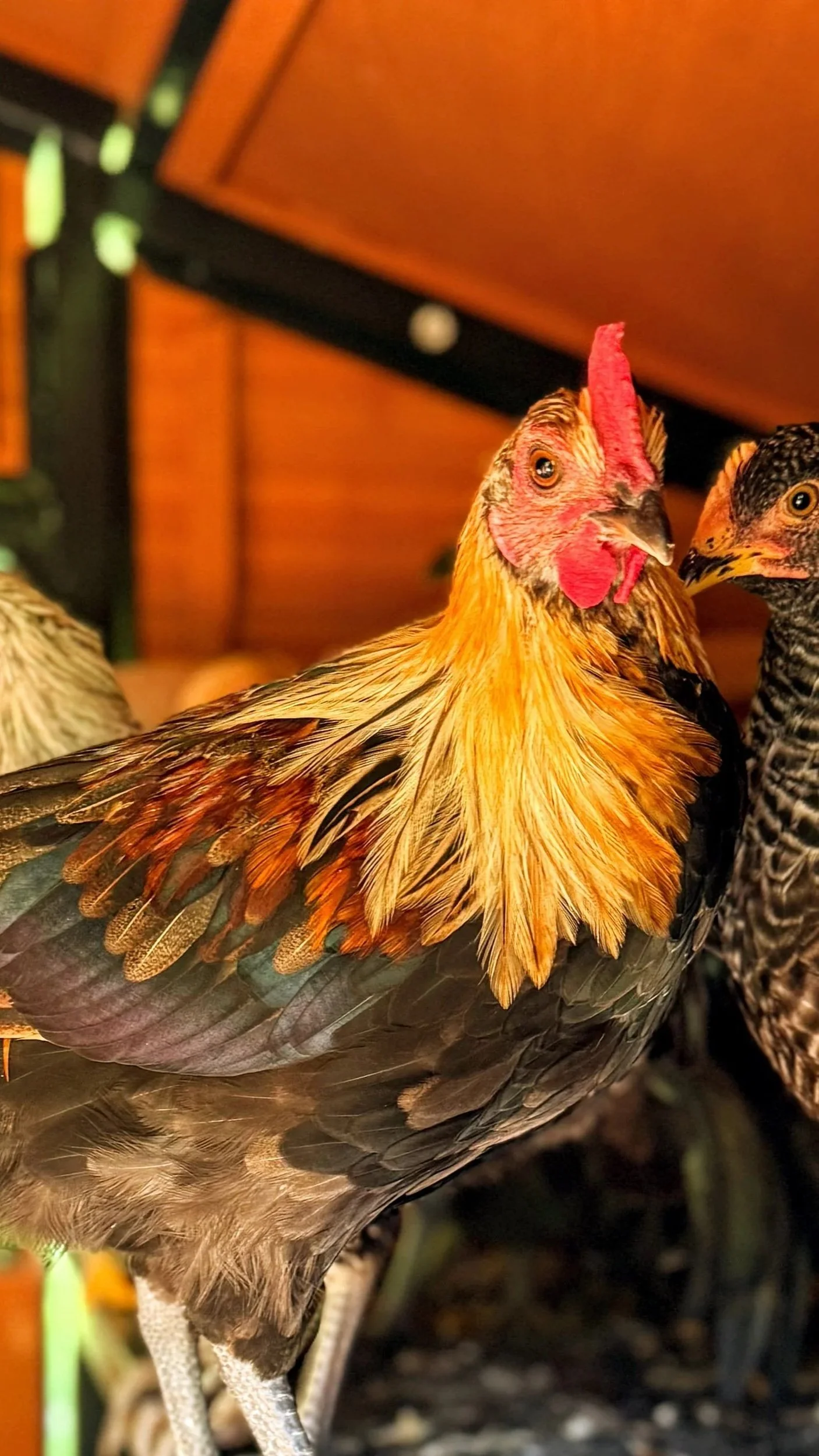 Close-up of a colorful chicken with orange, black, and brown feathers.