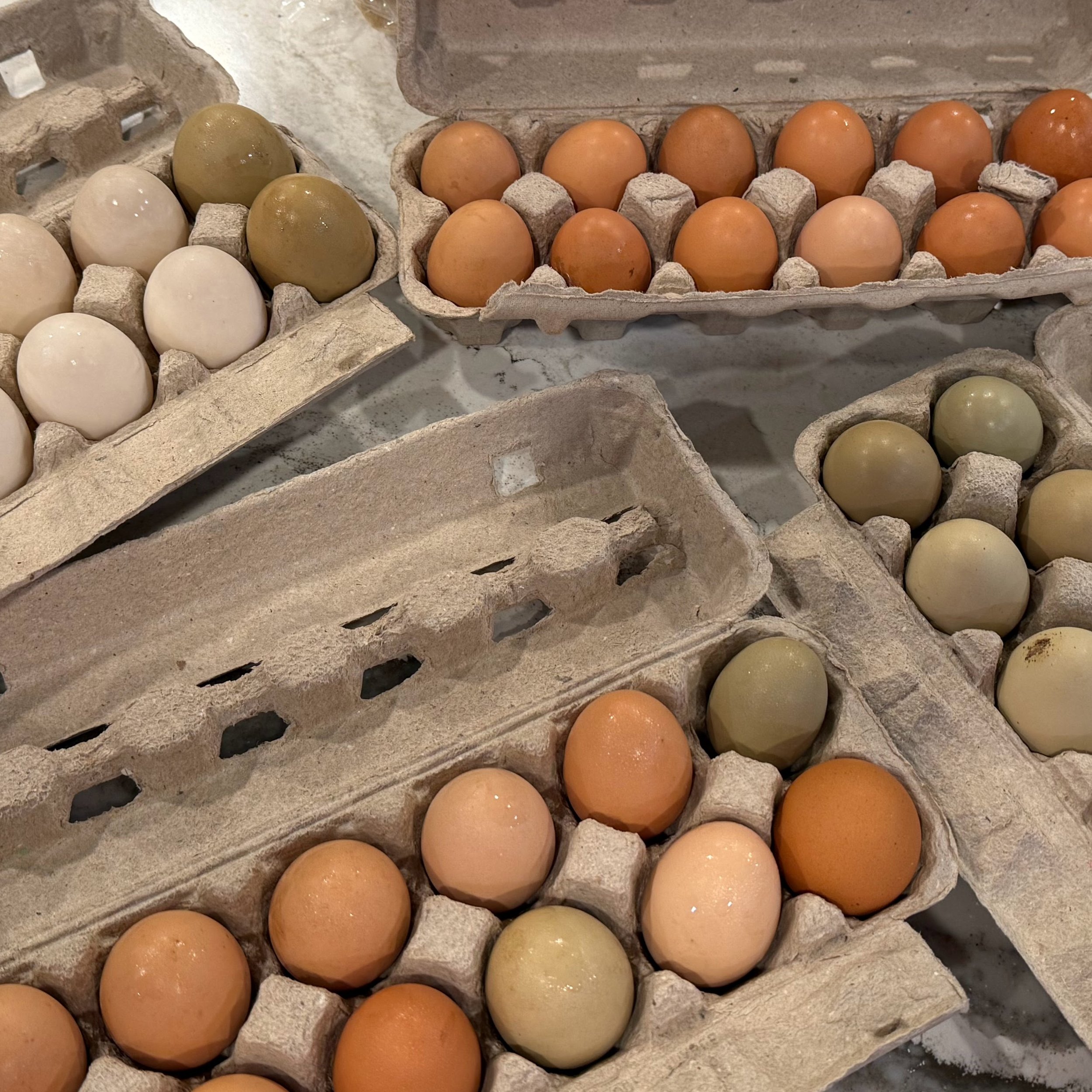 Farm Fresh Eggs-Dozen