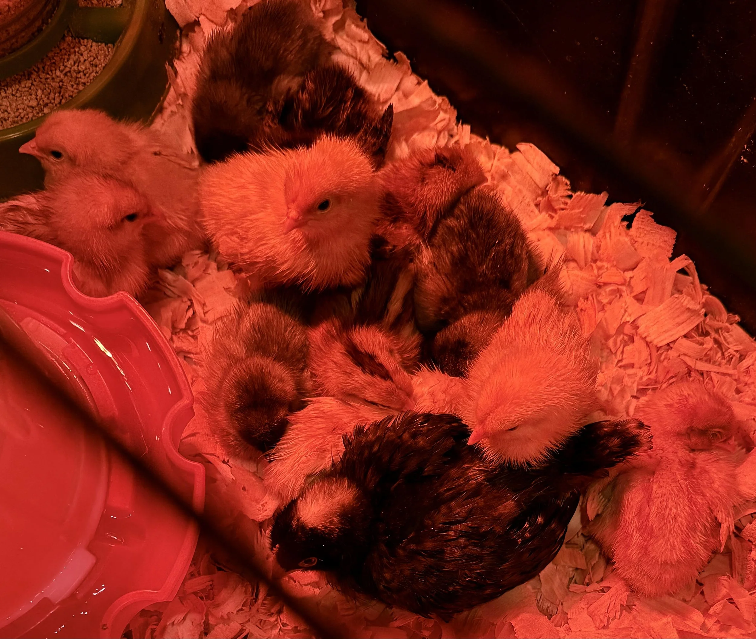 day.old.chicks.jpg