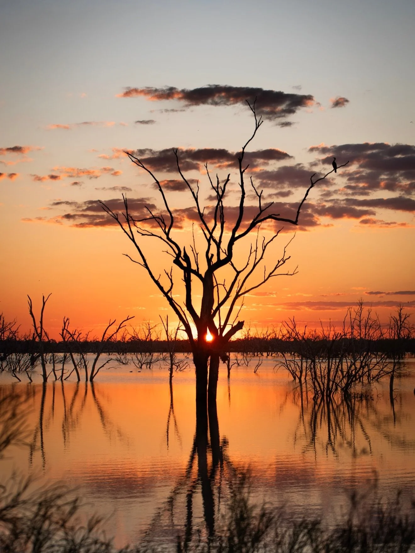From behind the lens to a place on your wall.

Out Near The Gully

Captured at last light near Nindigully in southwest Queensland.

A favourite at @toowoomba_hospital_foundation Pink Ladies Day, it draws people in with the details, revealing somethin