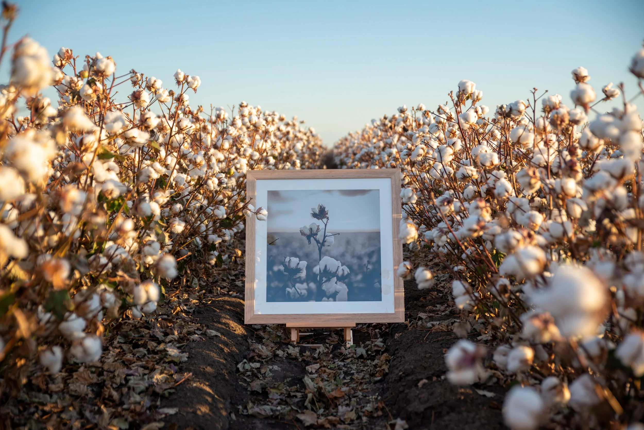 Framed fine art photographic print displayed among cotton plants at sunset.