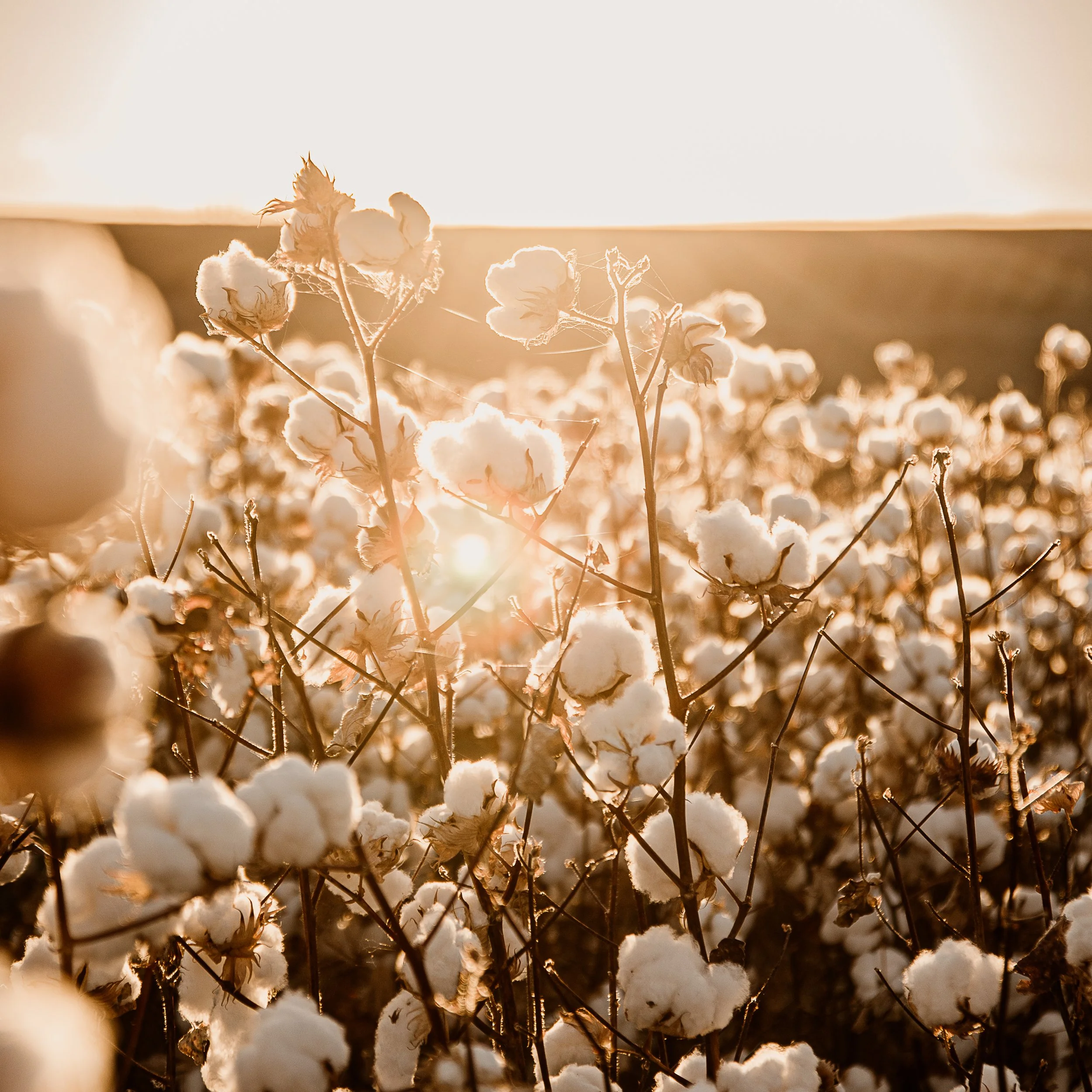 The Cotton Collection 2026 - Holding the Light.jpg