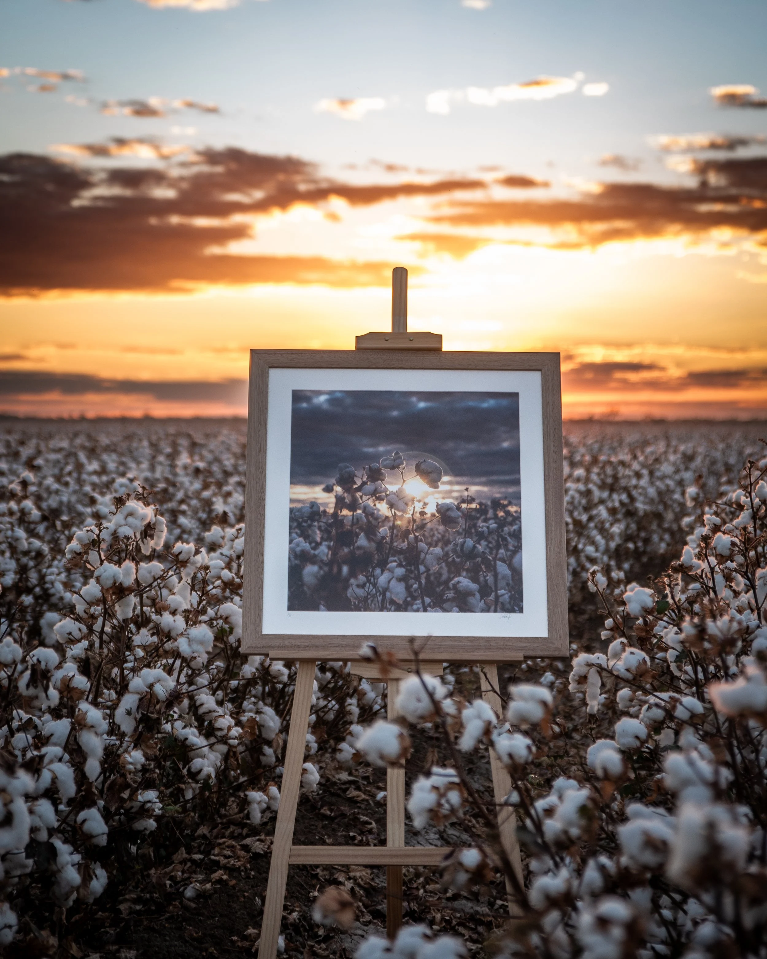 Easel displaying a photograph of cotton plants in a field at sunset, surrounded by cotton plants with fluffy white bolls.