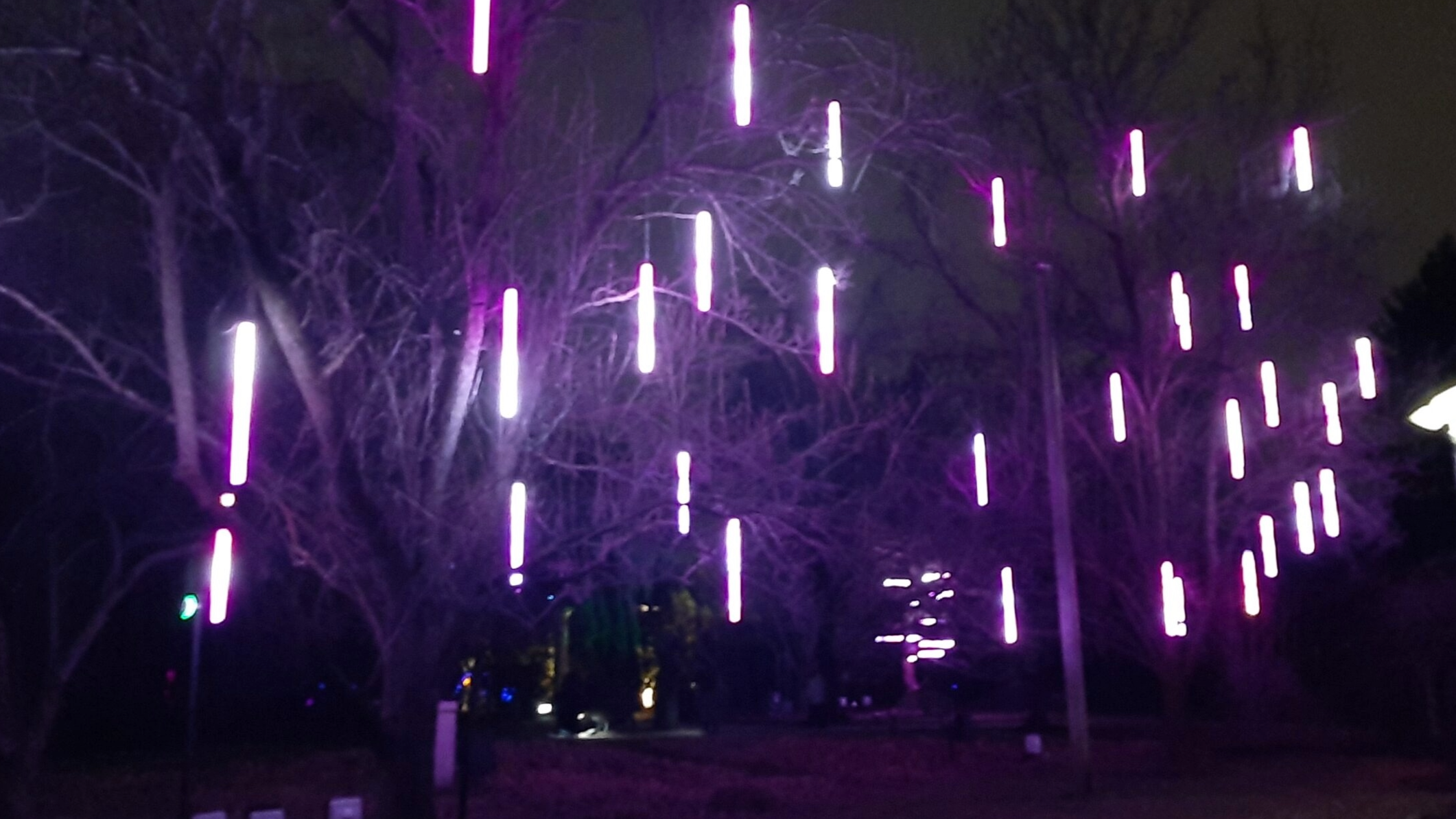 Night scene with leafless trees illuminated by vertical purple lights, along with street lamps, in what appears to be a park or outdoor space.