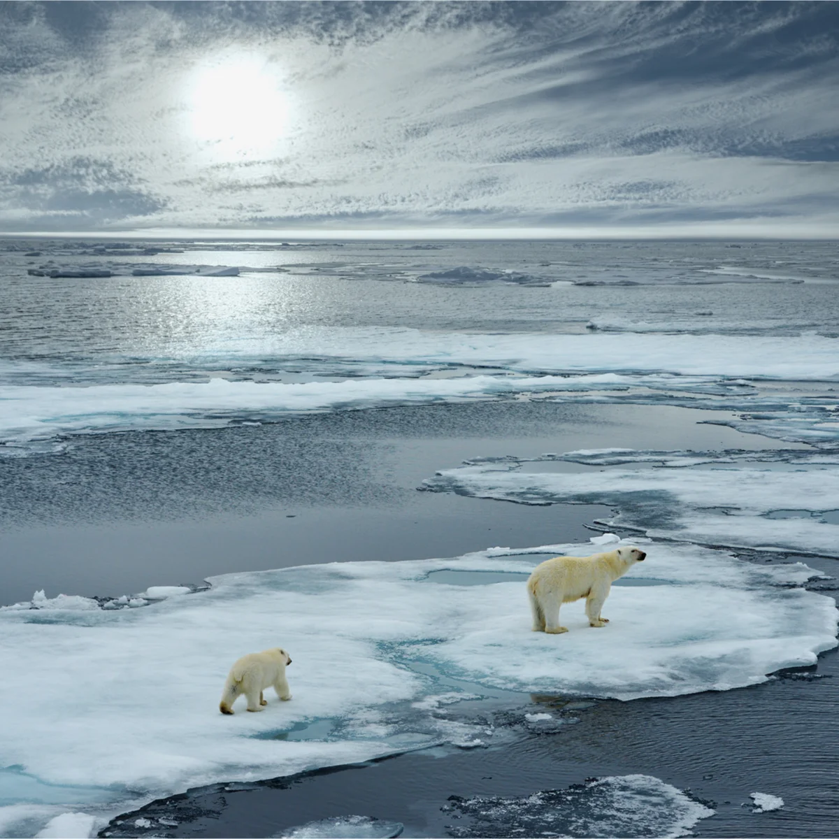 Climate Change Proposals: Do Details Matter?