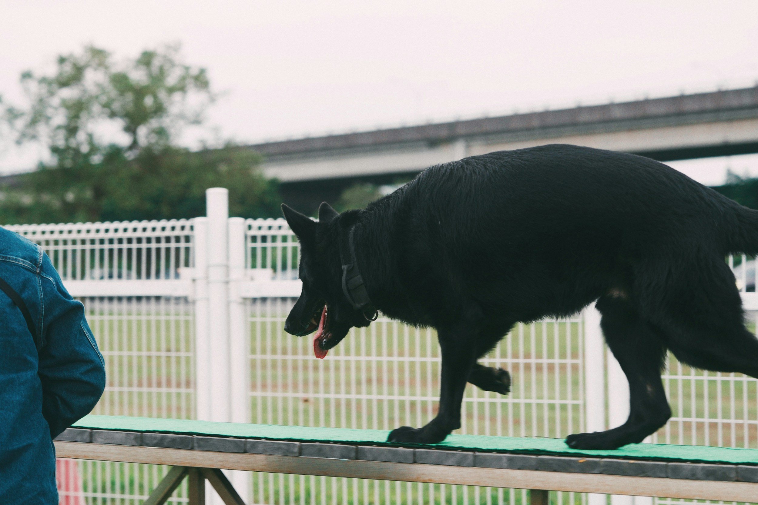 A black German Shepherd dog on a green platform, with its tongue out, and a person in a blue denim jacket partially visible on the left. The background shows a white fence and an overpass bridge.
