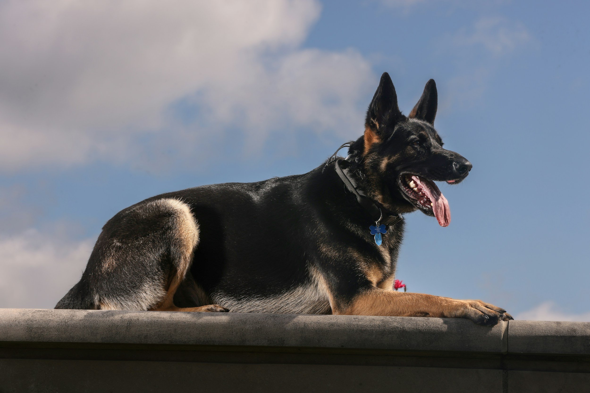 A German Shepherd dog lying on a rooftop with blue sky and clouds in the background, panting with its tongue out.